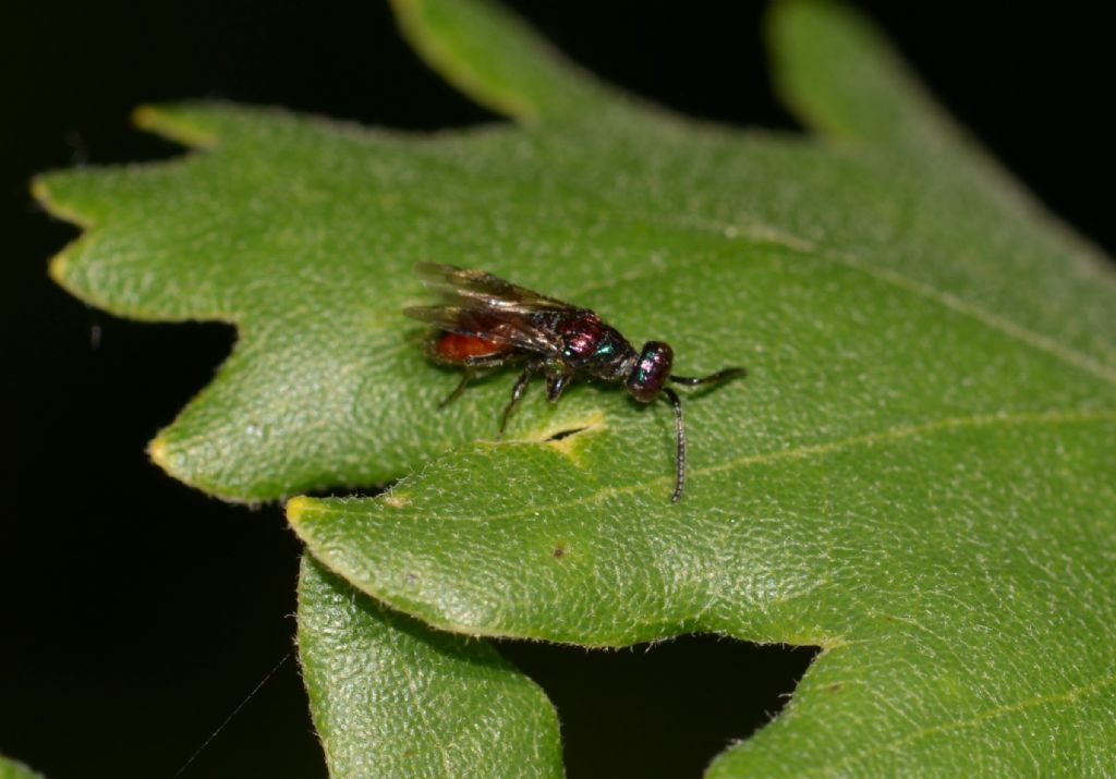 Imenottero da ID: Cleptes?